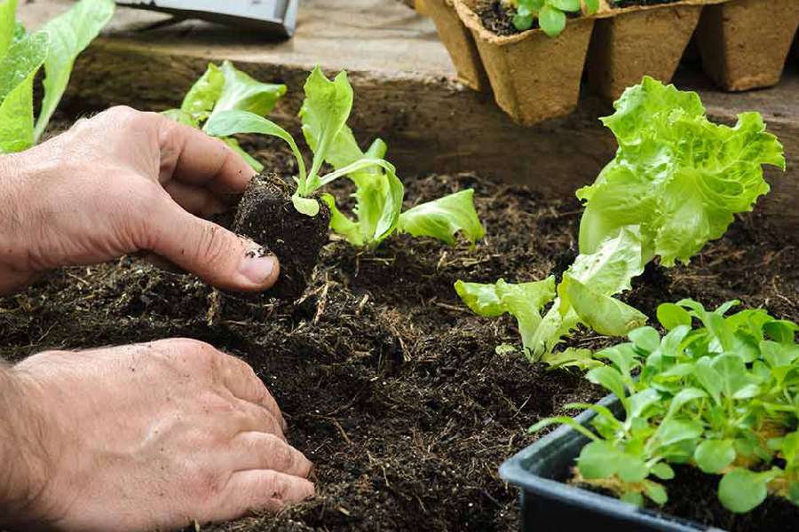 Vegetable Garden