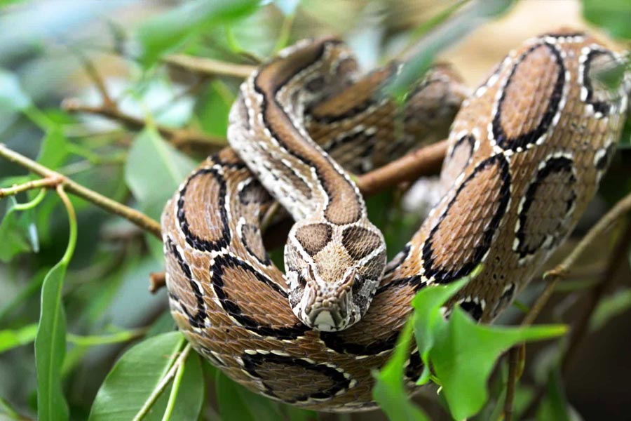 An image of Snakebite