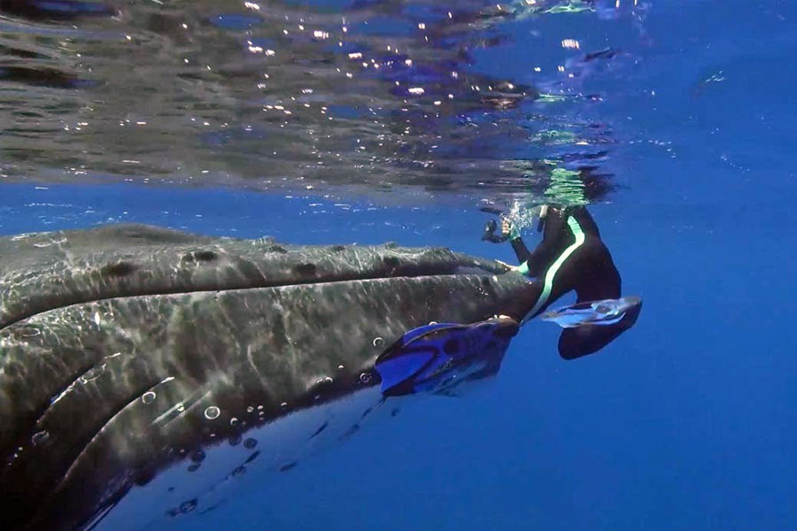 সমুদ্রের তলায় ছবি তুলতে গিয়ে বিজ্ঞানীকে আক্রমণ করা ‘বন্ধু’! প্রকাশ্যে আসে অন্য রহস্য