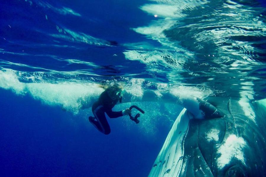 সমুদ্রের তলায় ছবি তুলতে গিয়ে বিজ্ঞানীকে আক্রমণ করা ‘বন্ধু’! প্রকাশ্যে আসে অন্য রহস্য