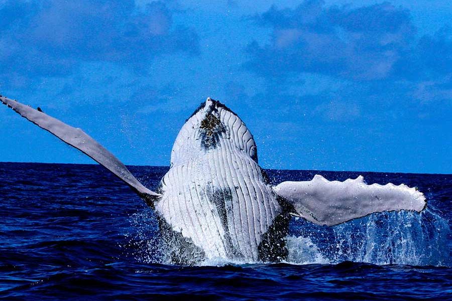 সমুদ্রের তলায় ছবি তুলতে গিয়ে বিজ্ঞানীকে আক্রমণ করা ‘বন্ধু’! প্রকাশ্যে আসে অন্য রহস্য