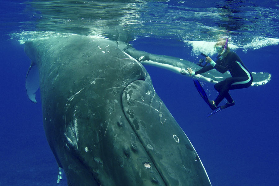 সমুদ্রের তলায় ছবি তুলতে গিয়ে বিজ্ঞানীকে আক্রমণ করা ‘বন্ধু’! প্রকাশ্যে আসে অন্য রহস্য