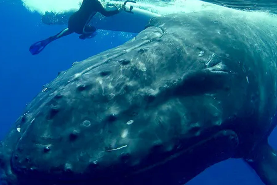 সমুদ্রের তলায় ছবি তুলতে গিয়ে বিজ্ঞানীকে আক্রমণ করা ‘বন্ধু’! প্রকাশ্যে আসে অন্য রহস্য
