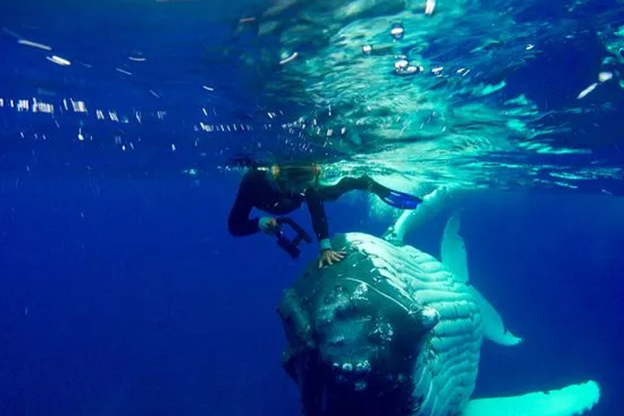 সমুদ্রের তলায় ছবি তুলতে গিয়ে বিজ্ঞানীকে আক্রমণ করা ‘বন্ধু’! প্রকাশ্যে আসে অন্য রহস্য