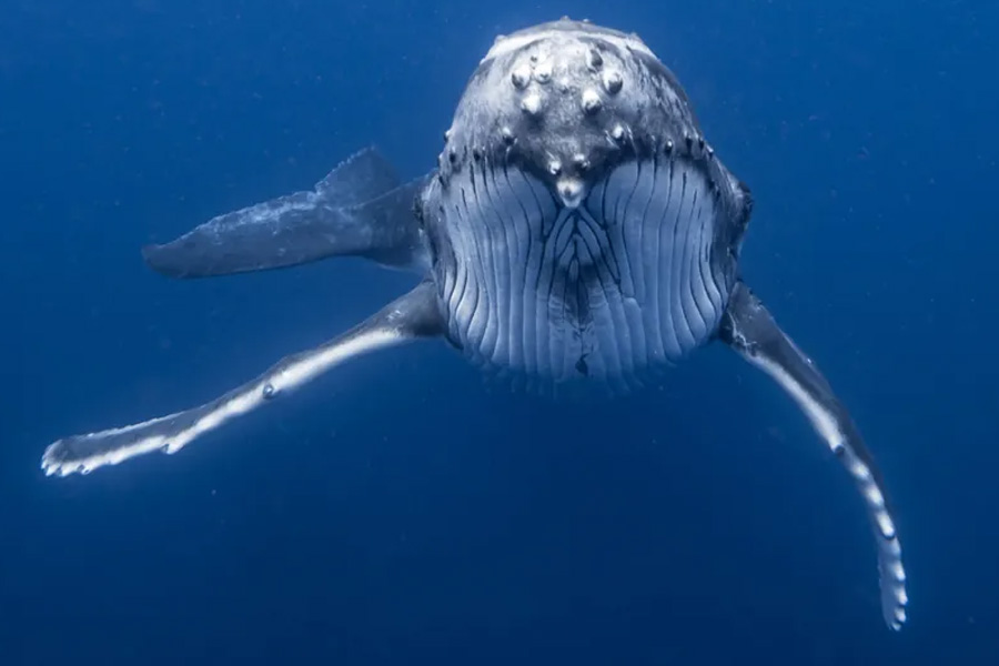 সমুদ্রের তলায় ছবি তুলতে গিয়ে বিজ্ঞানীকে আক্রমণ করা ‘বন্ধু’! প্রকাশ্যে আসে অন্য রহস্য
