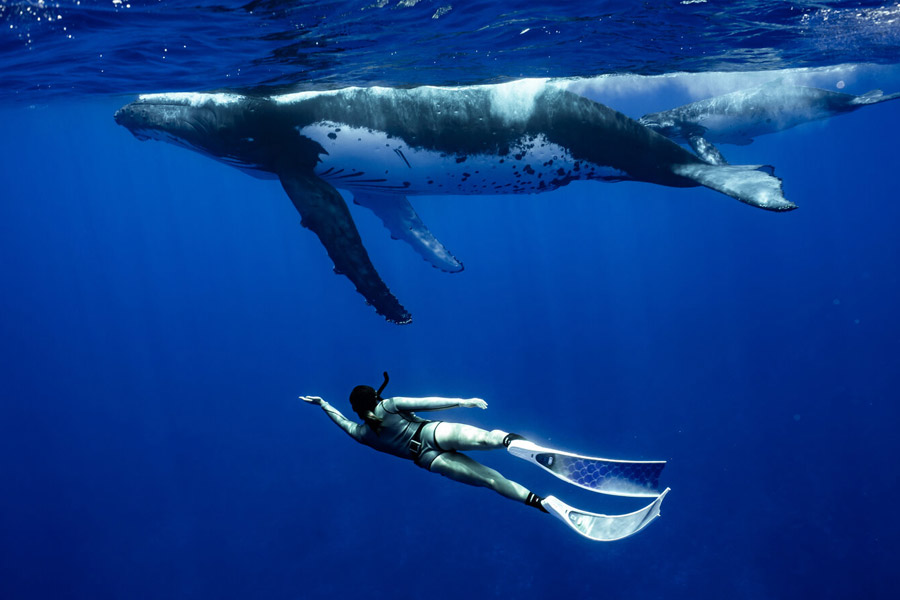 সমুদ্রের তলায় ছবি তুলতে গিয়ে বিজ্ঞানীকে আক্রমণ করা ‘বন্ধু’! প্রকাশ্যে আসে অন্য রহস্য