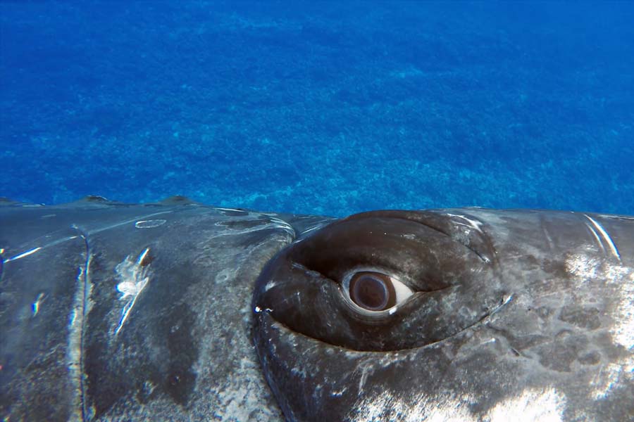 সমুদ্রের তলায় ছবি তুলতে গিয়ে বিজ্ঞানীকে আক্রমণ করা ‘বন্ধু’! প্রকাশ্যে আসে অন্য রহস্য