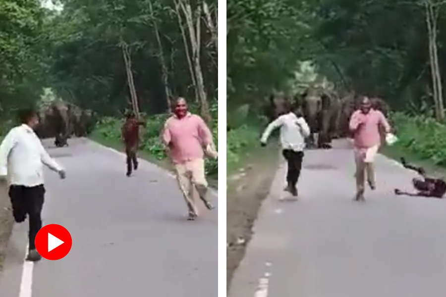 Three men chased by elephants while taking selfie video goes viral.