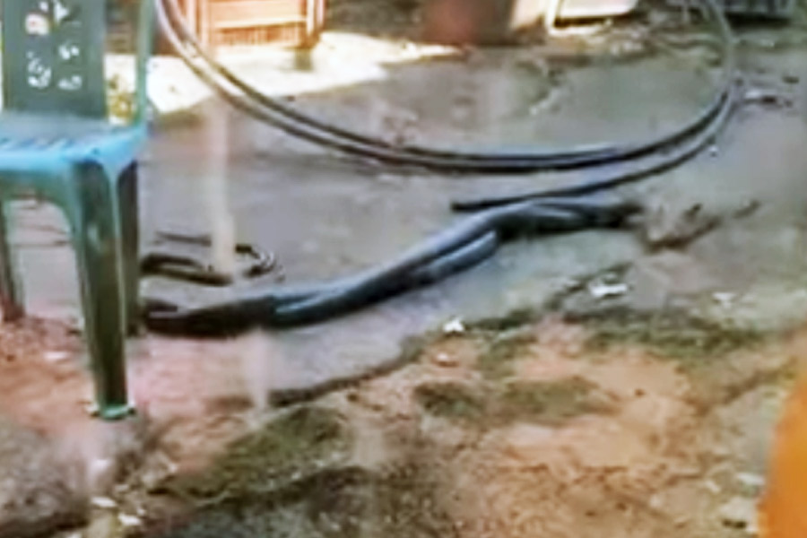 Photo of Black mamba