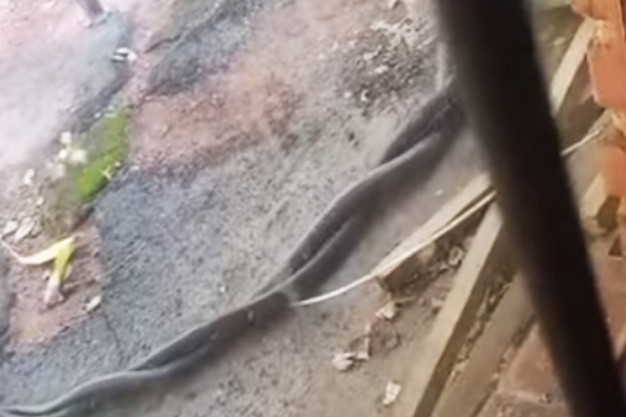 Photo of Black mamba