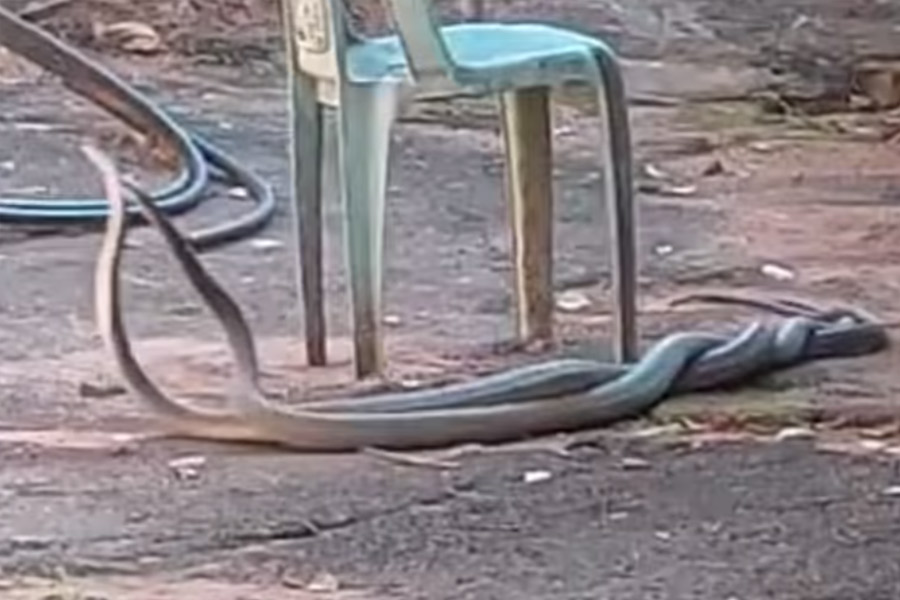 Photo of Black mamba