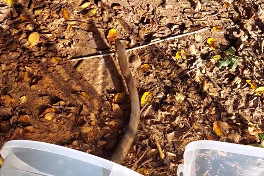 Photo of Black mamba