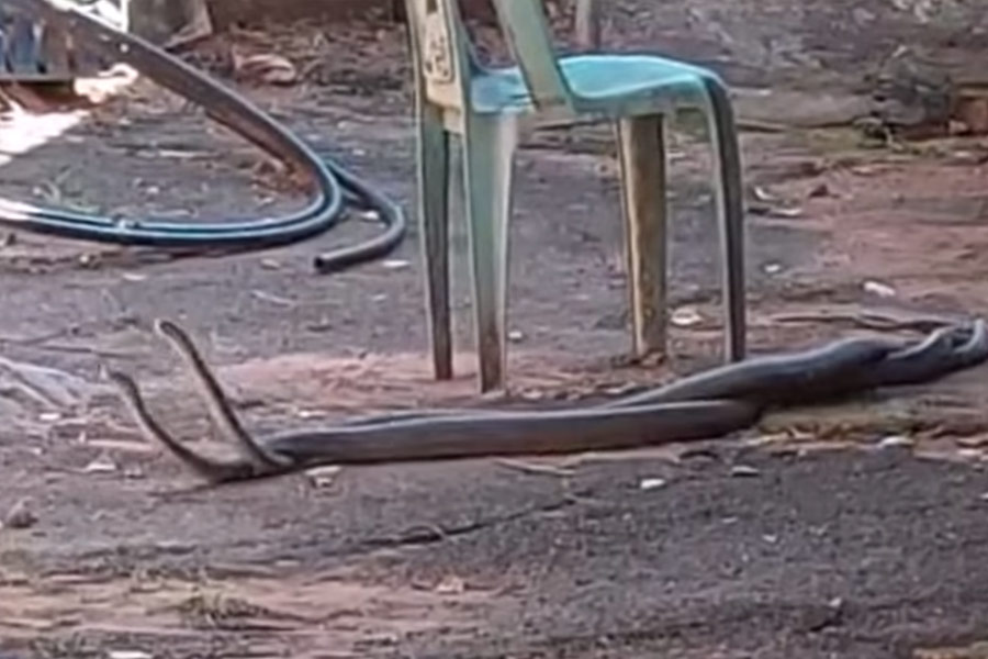 Photo of Black mamba