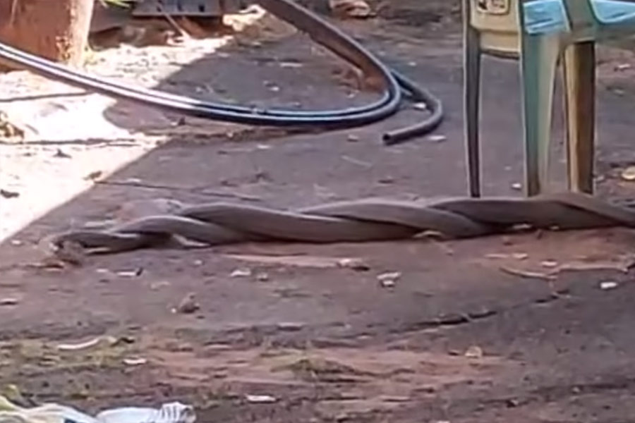 Photo of Black mamba