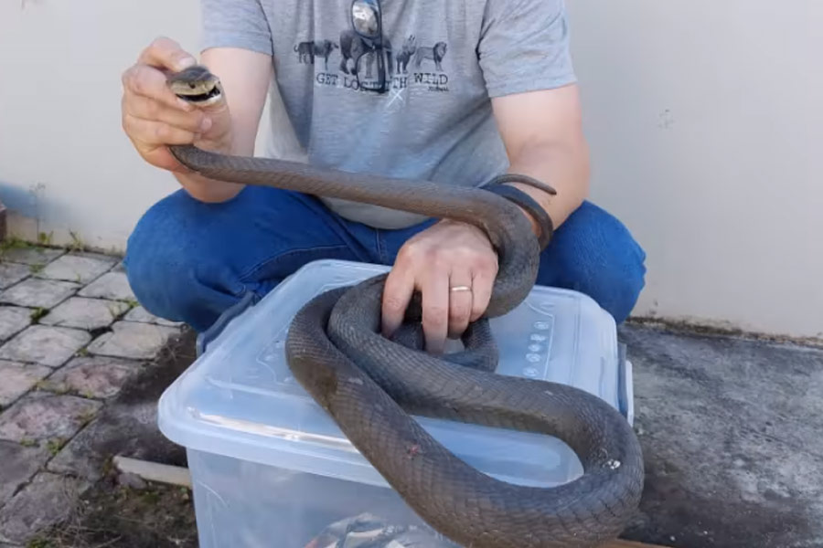 Photo of Black mamba