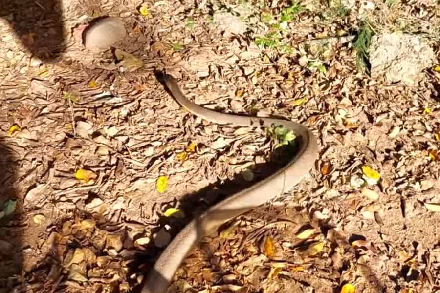 Photo of Black mamba