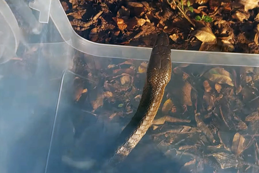 Photo of Black mamba