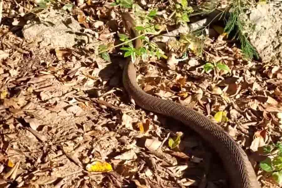 Photo of Black mamba