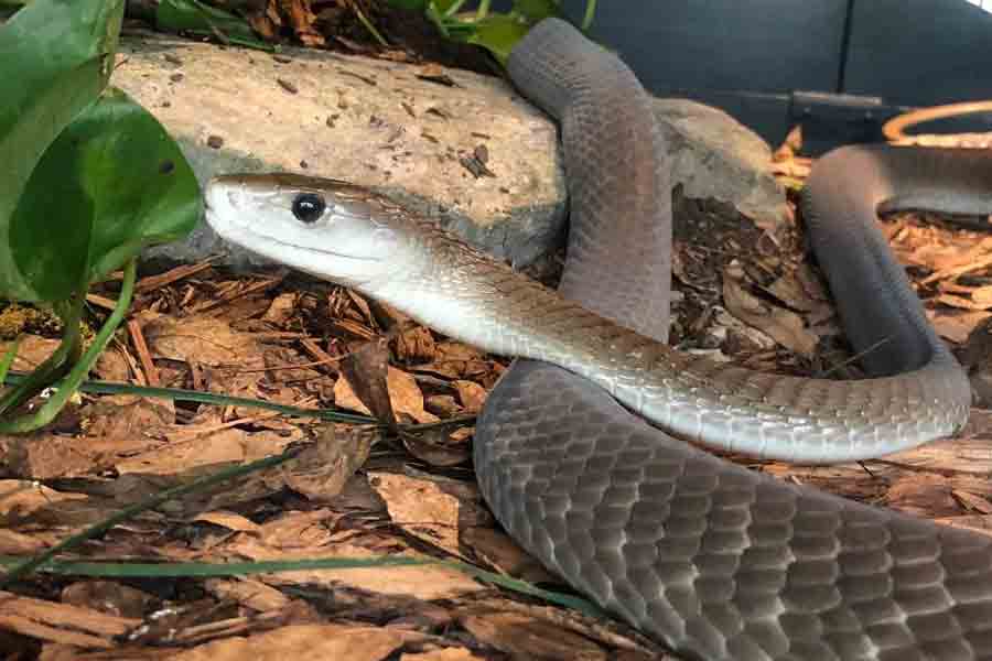 Photo of Black mamba