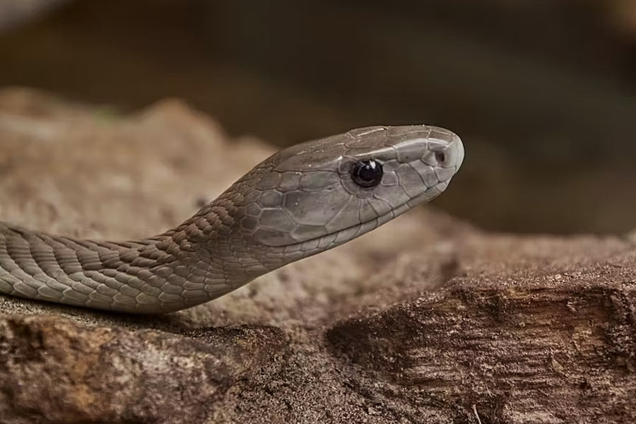 Photo of Black mamba