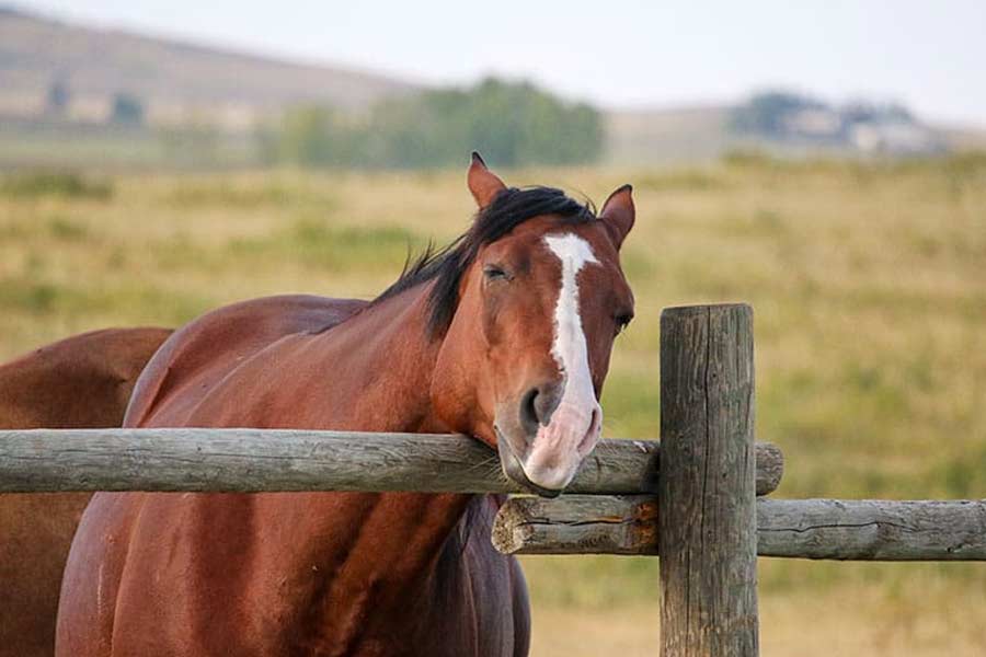 image of horse 