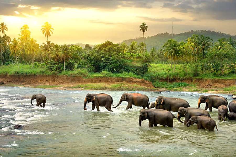Image of Sri Lanka 
