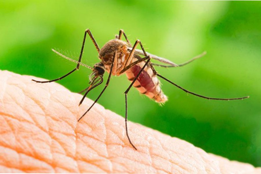 Image of mosquito 