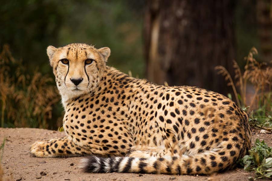 Severe infection detected in Kuno cheetah after removing the radio collars.