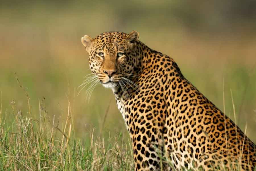 image of leopard