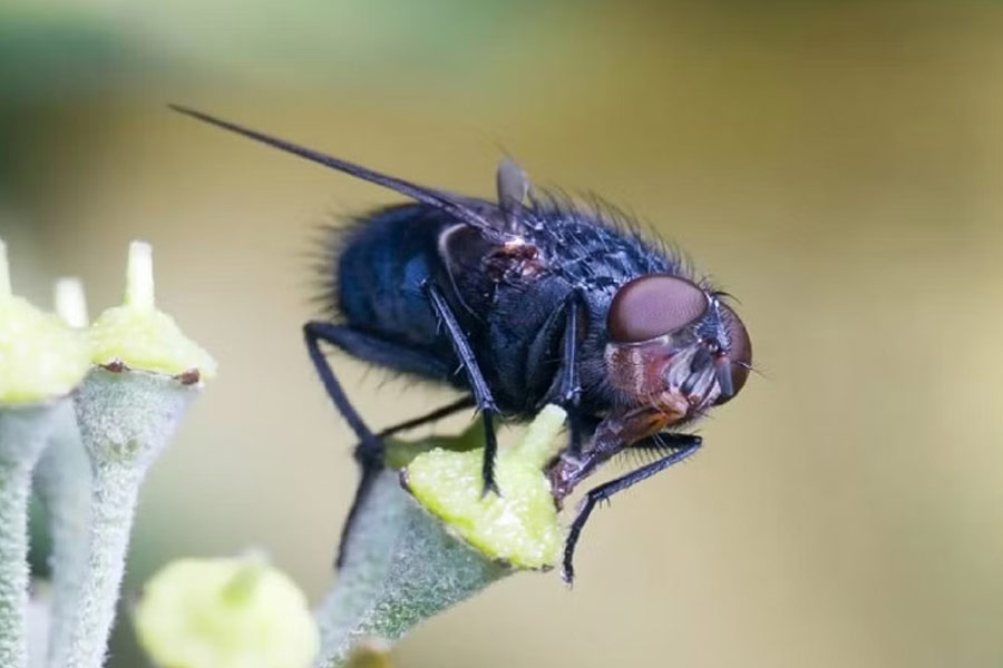 Story of Mexican village where every human and animals are blind