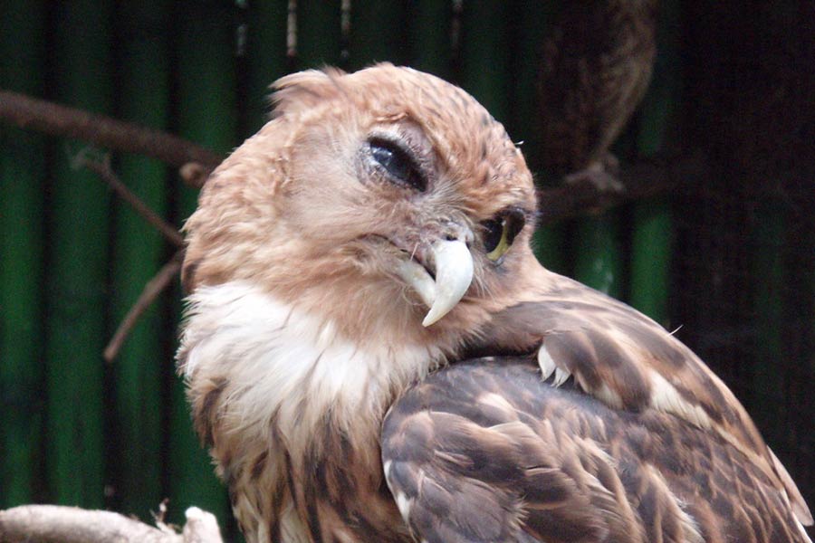 Story of Mexican village where every human and animals are blind