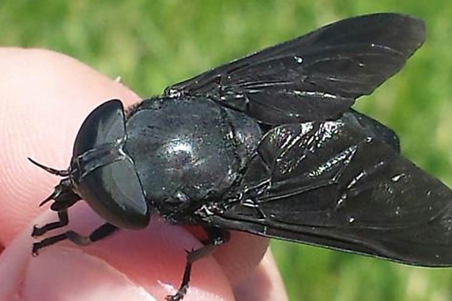 Story of Mexican village where every human and animals are blind