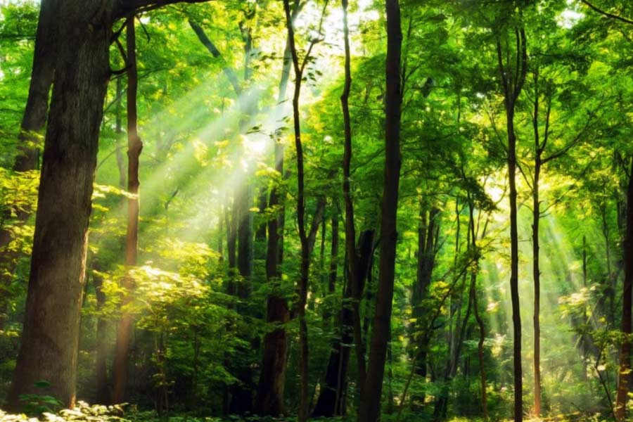 Story of Mexican village where every human and animals are blind