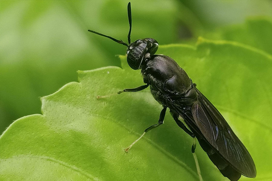Story of Mexican village where every human and animals are blind