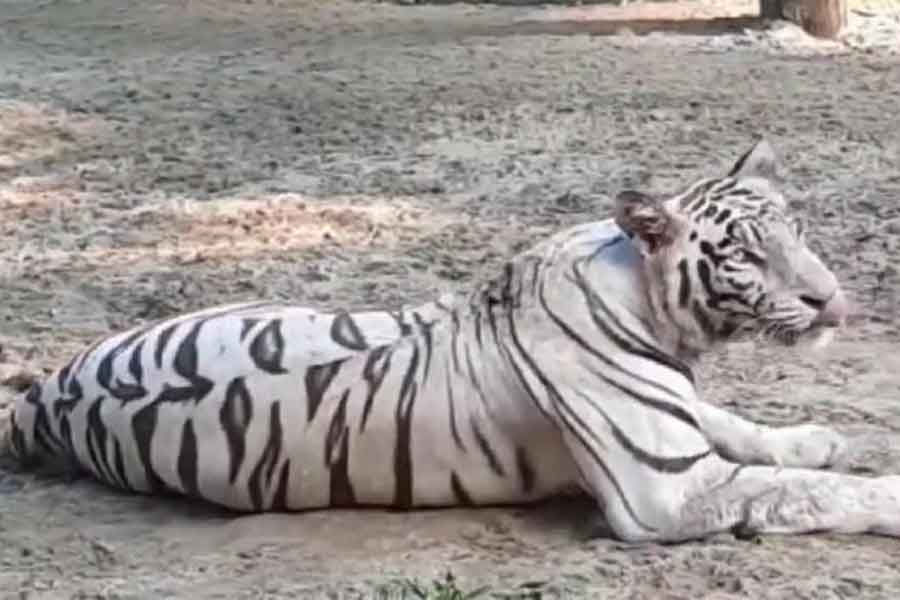 White tiger of Bengal Safari gives birth of two calves