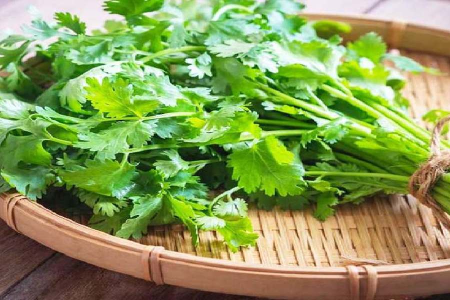 বর্যায় কী ভাবে ভাল রাখবেন ধনেপাতা?