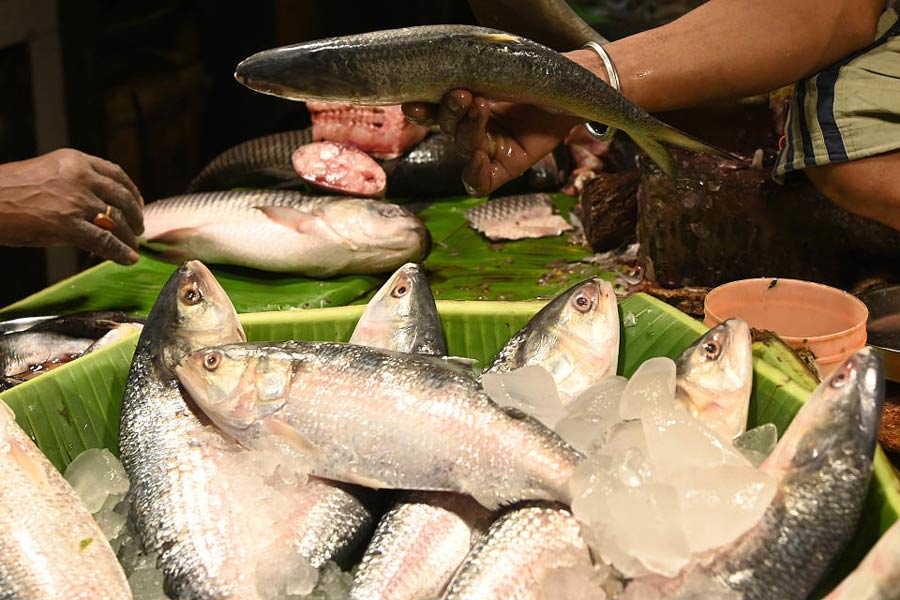 An image of the Hilsa Fish