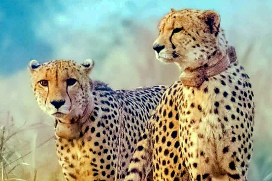 Supreme Court tells Centre not to make Cheetah deaths prestige issue