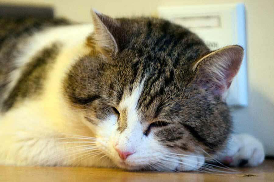 All you need to know about Larry The Cat, Chief Mouser at 10 Downing Street