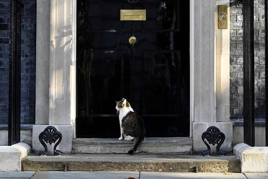 All you need to know about Larry The Cat, Chief Mouser at 10 Downing Street