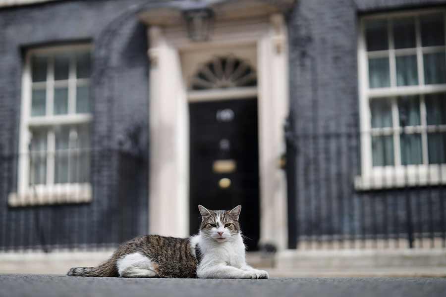 All you need to know about Larry The Cat, Chief Mouser at 10 Downing Street