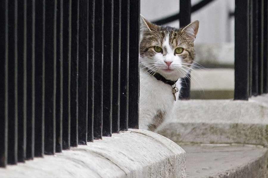 All you need to know about Larry The Cat, Chief Mouser at 10 Downing Street