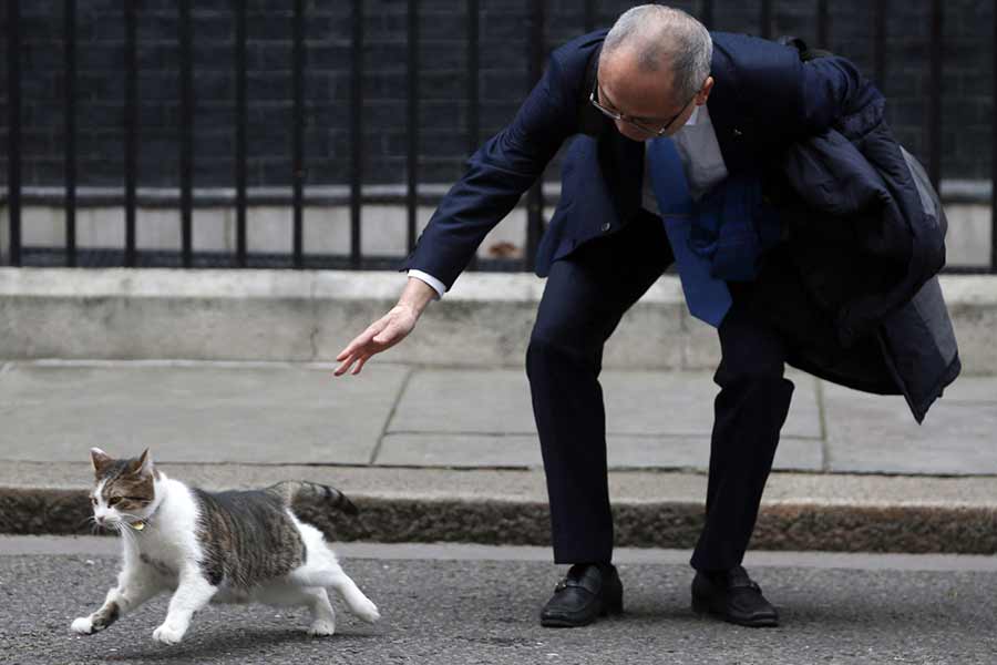 All you need to know about Larry The Cat, Chief Mouser at 10 Downing Street