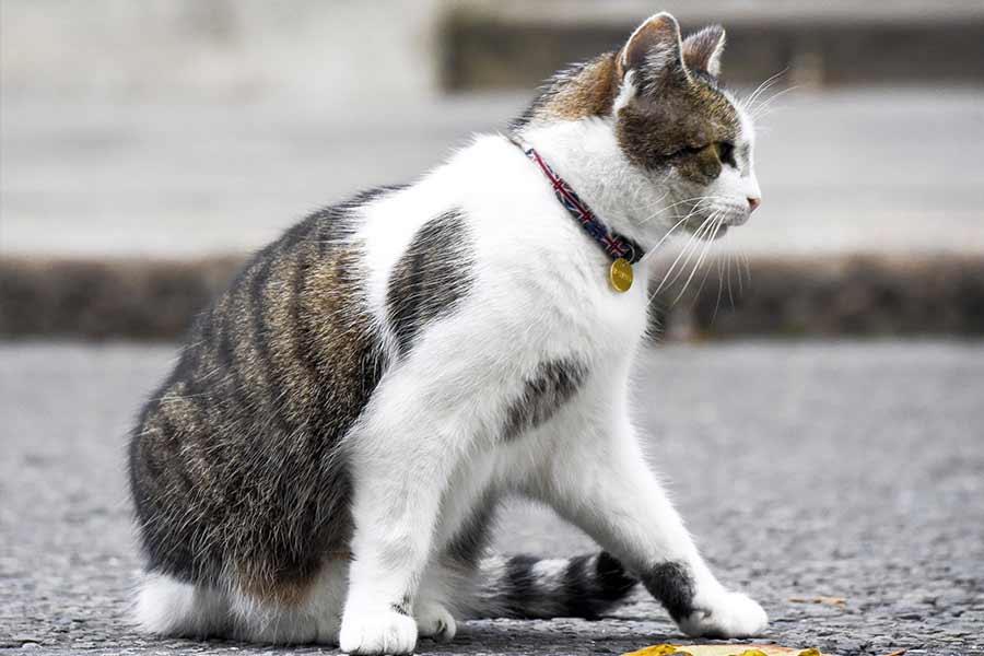 All you need to know about Larry The Cat, Chief Mouser at 10 Downing Street