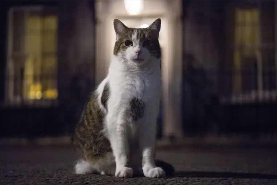 All you need to know about Larry The Cat, Chief Mouser at 10 Downing Street