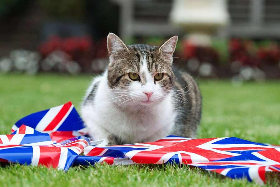 All you need to know about Larry The Cat, Chief Mouser at 10 Downing Street
