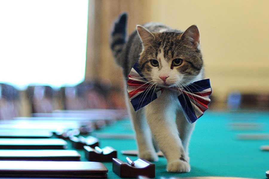 All you need to know about Larry The Cat, Chief Mouser at 10 Downing Street