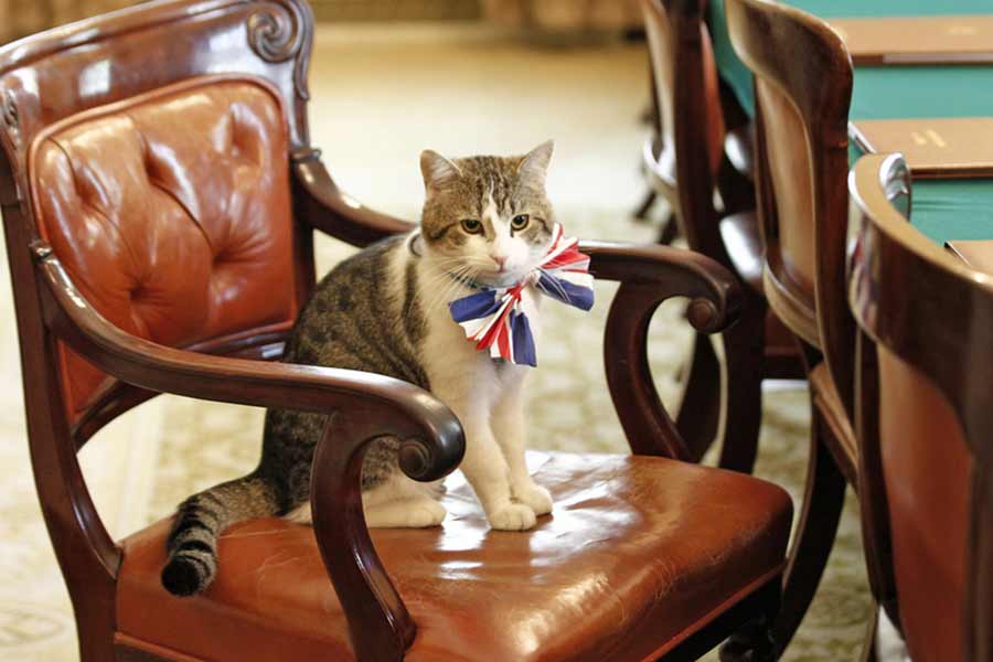 All you need to know about Larry The Cat, Chief Mouser at 10 Downing Street