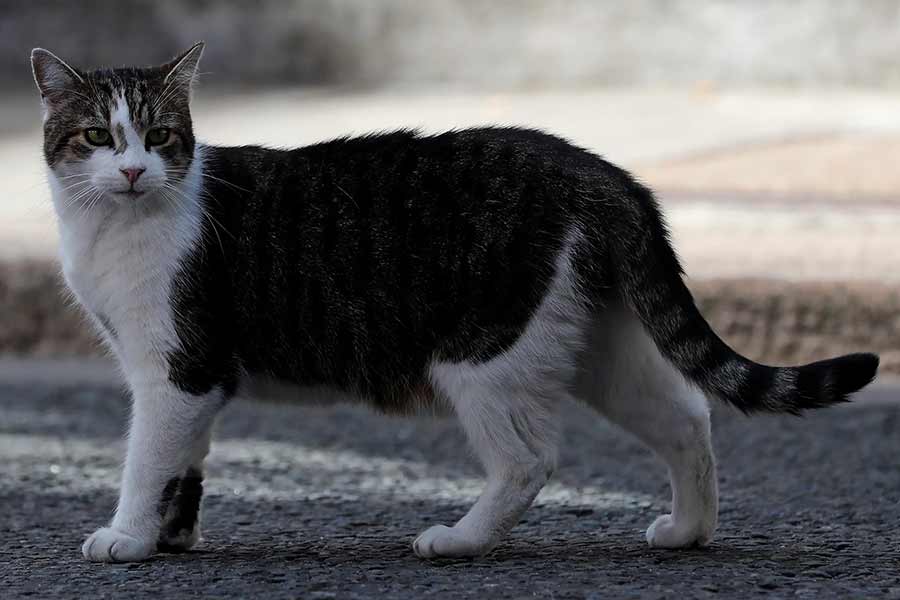 All you need to know about Larry The Cat, Chief Mouser at 10 Downing Street