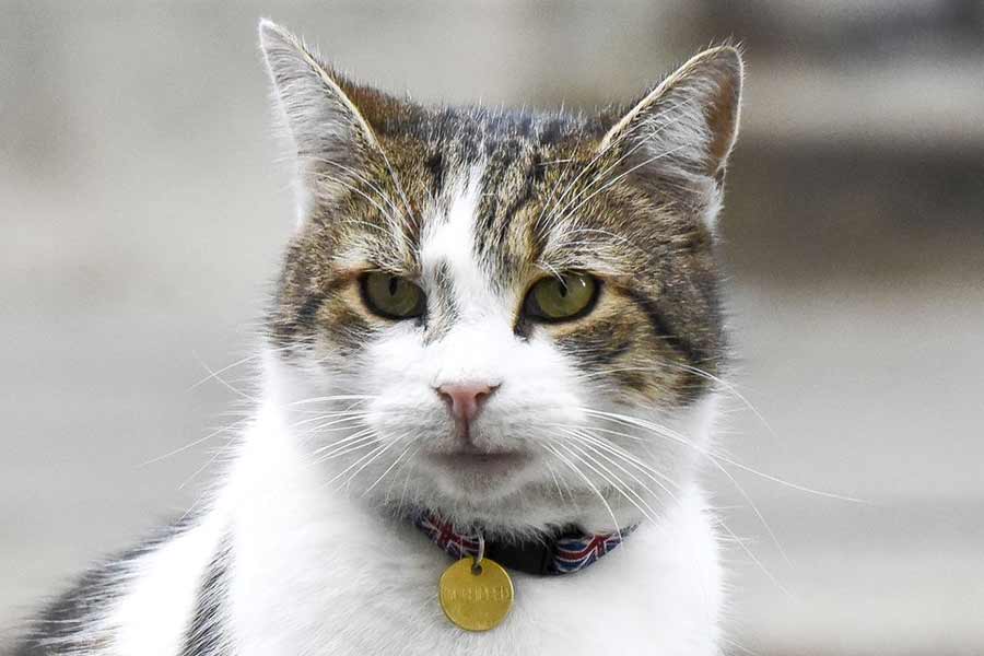 All you need to know about Larry The Cat, Chief Mouser at 10 Downing Street